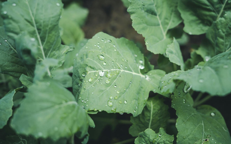 7 Cool-Season Vegetables to Plant in Fall That Produce a Surprisingly Heavy Harvest Before Winter