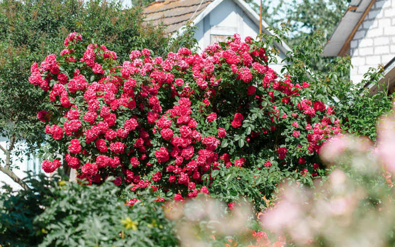 7 Landscaping Mistakes Around Your Home That Are Actively Inviting Rodents Into Your Walls