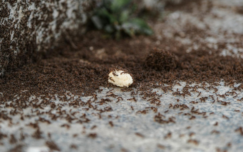 7 Natural Homemade Ant Killer Recipes That Actually Work Better Than Store-Bought Sprays