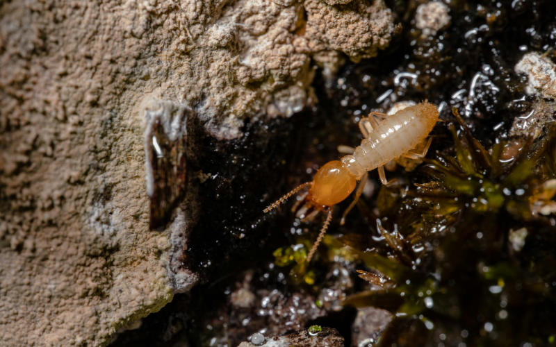 8 Early Warning Signs You Have a Subterranean Termite Colony Living Under Your Foundation Right Now