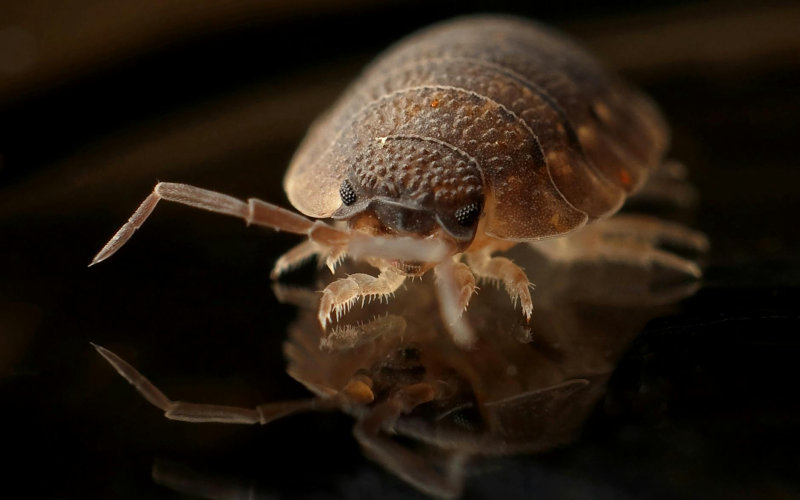 9 Places in Your Bedroom Where Bed Bugs Hide That Most People Never Think to Check