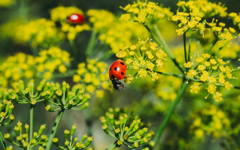 9 Plants You Can Grow Around Your Home's Perimeter That Naturally Repel Common Household Pests