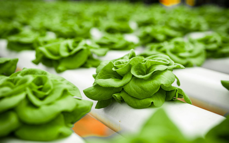9 Vegetables You Should Never Plant Next to Each Other and Why Companion Planting Actually Matters