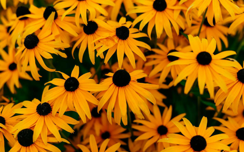 How to Create a Low-Maintenance Perennial Garden That Blooms for Three Full Seasons