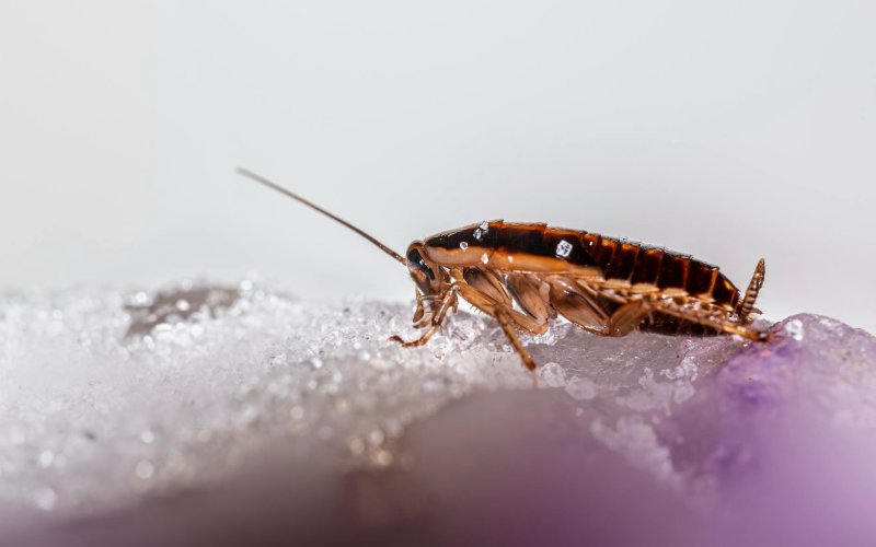 How to Identify a German Cockroach Infestation Before It Spreads to Every Room in Your Home