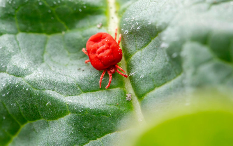 How to Read a Pest Control Treatment Report So You Actually Understand What Was Done to Your Home