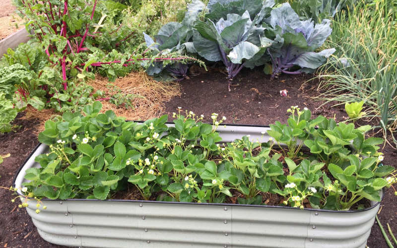 Raised Beds vs In-Ground Gardening: Which Method Actually Produces More Vegetables for Beginners