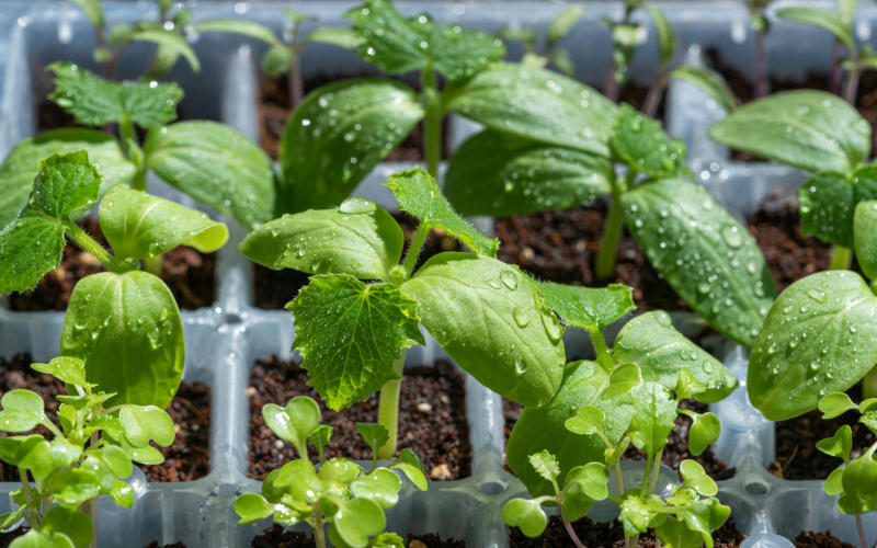 The Complete Beginner's Guide to Starting a Vegetable Garden in a Small Urban Backyard