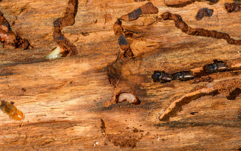 The Complete Homeowner's Guide to Understanding Termite Damage vs Wood Rot Before You Call Anyone