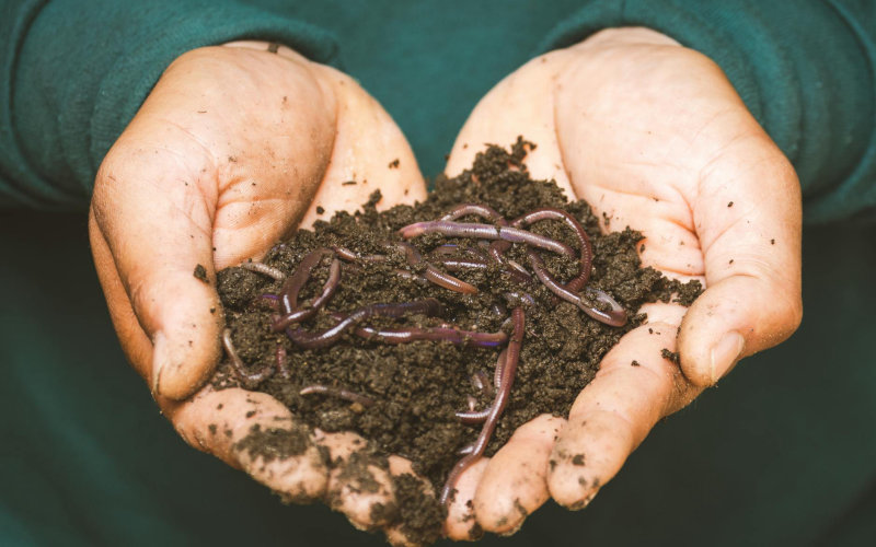 The Honest Guide to Starting a Composting System in Your Backyard Without the Smell or the Mess