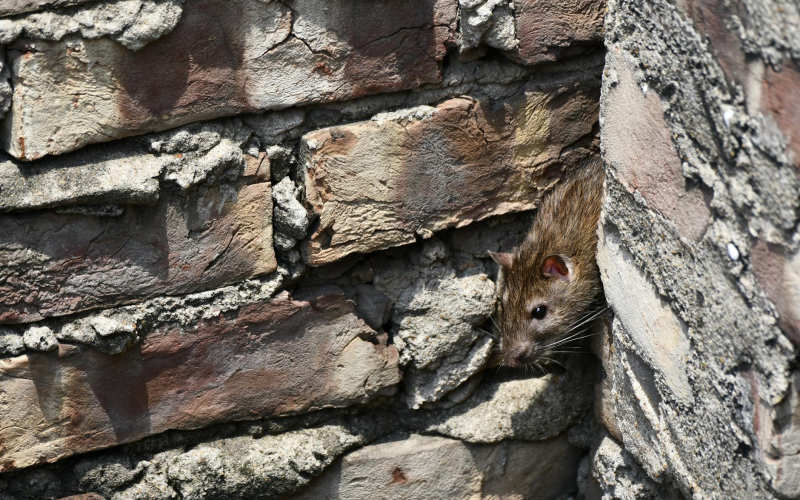 What Happens Inside Your Walls During a Professional Rodent Exclusion Treatment and Why Timing Matters