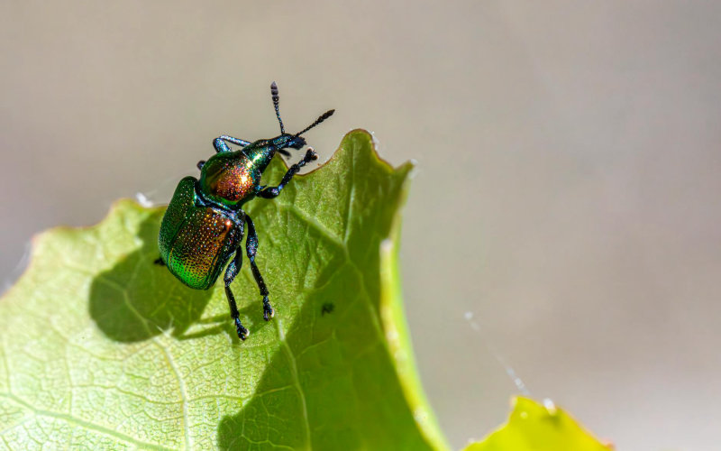 Why DIY Pest Control Fails Most Homeowners and the 5 Technique Mistakes You Are Probably Making