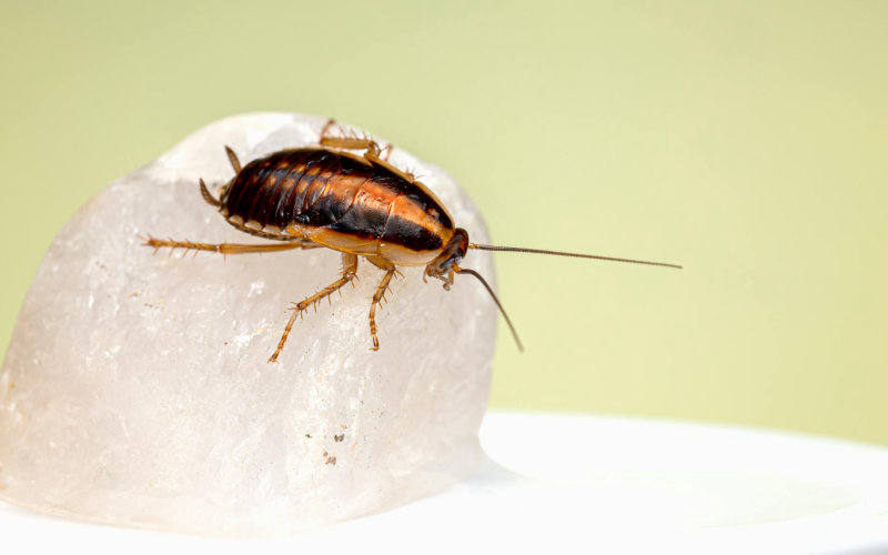 Why Over-the-Counter Roach Bait Stops Working After a Few Weeks and What Pest Pros Do Differently