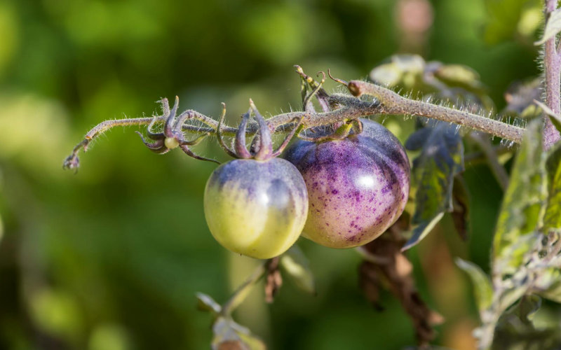 Why Your Tomato Plants Keep Dying Before Harvest and the 6 Cultural Mistakes Behind It