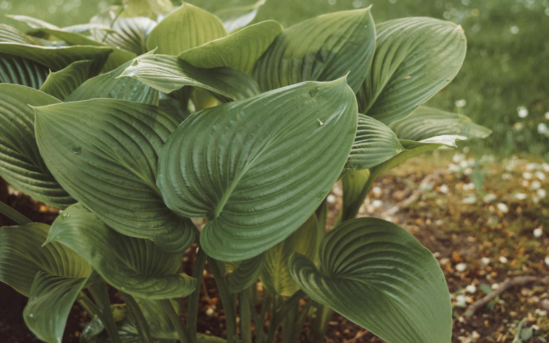 13 Shade-Loving Perennials That Bloom All Summer Long Even in the Darkest Corners of Your Yard