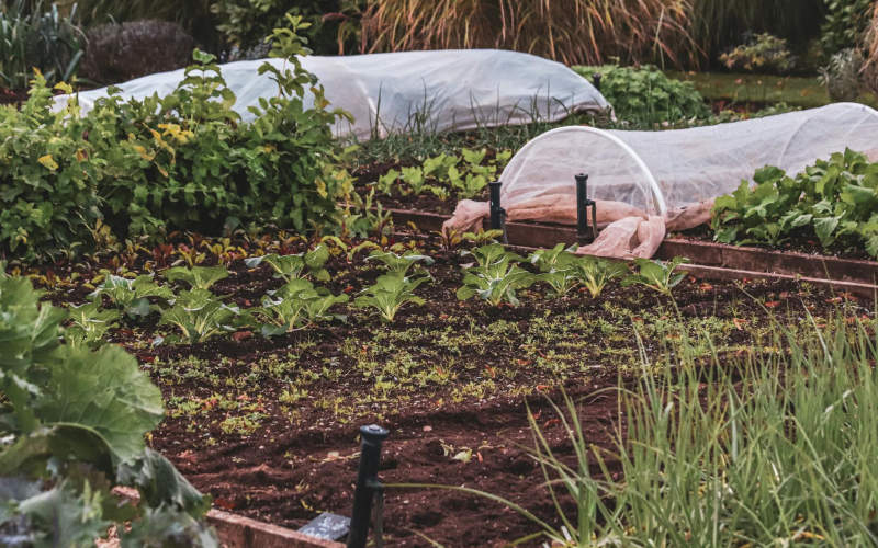 5 Things Most Gardeners Believe About Companion Planting That Science Has Quietly Disproven