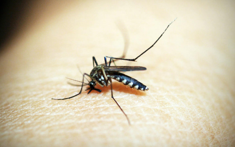 7 Widely Believed Myths About Mosquito Repellents That Are Actually Putting You at Greater Risk This Summer
