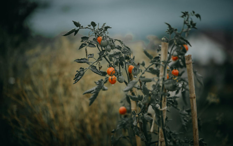 How to Grow Tomatoes From Seed Indoors in Exactly 8 Weeks Before Your Last Frost Date