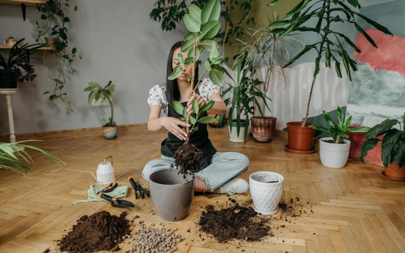 How to Repot an Overgrown Houseplant Without Killing It Using Just 3 Tools and 25 Minutes of Your Time
