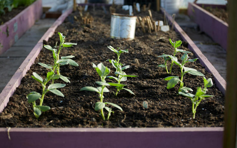 How to Start a Raised Bed Vegetable Garden in 7 Steps Using Only 4 Square Feet of Space