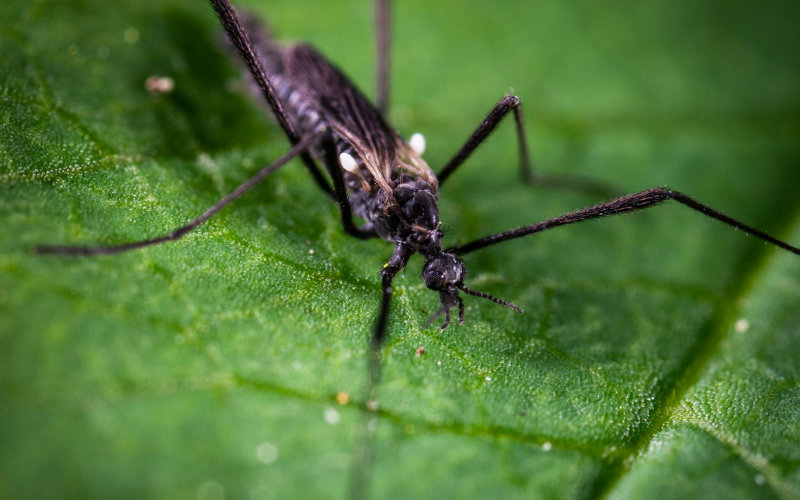 The Uncomfortable Truth About Ultrasonic Pest Repellers and Why Millions of Homeowners Are Wasting Money on Devices That Do Not Work