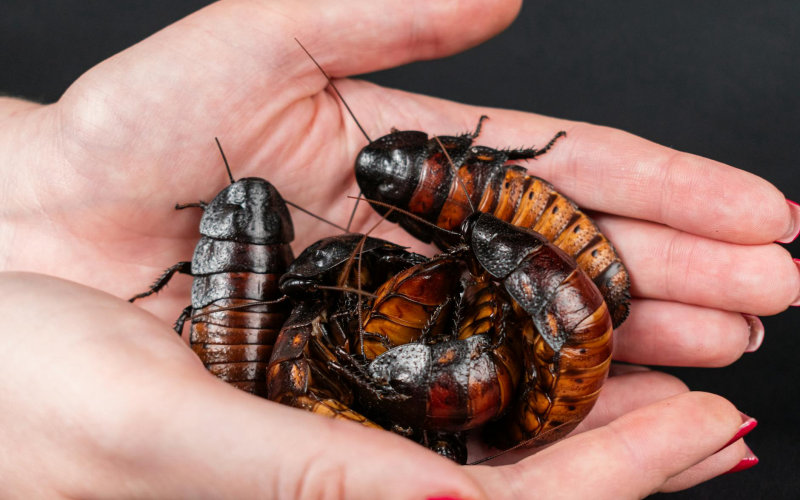 What I Learned After Finding a Cockroach Nest Behind My Refrigerator That Changed How I Think About Kitchen Cleanliness Forever